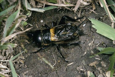 Field cricket Field cricket,Gryllus campestris,Insects,Insecta,Gryllidae,True Crickets,Orthoptera,Grasshoppers, Crickets and Katydids,Arthropoda,Arthropods,Endangered,Gryllus,Temperate,Europe,Herbivorous,Animalia,T