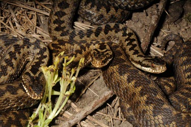 Adders Adult,Vipera berus,Adder,Reptilia,Reptiles,Squamata,Lizards and Snakes,Viperidae,Pit Vipers,Chordates,Chordata,Temperate,lotievi,Terrestrial,Heathland,Asia,Wildlife and Conservation Act,Europe,Animali