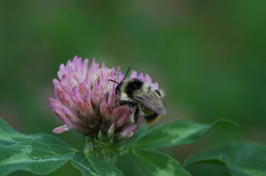 A shrill carder bee on red clover bumblebee,bee,bees bumblebees,insect,insects,invertebrate,invertebrates,macro,close up,antennae,pollinator,pollination,flower,negative space,green background,striped,stripey,hair,hairy,wings,shallow f