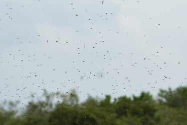 Honey bee swarm in the Sundarbans biosphere reserve honeybee,honey bee,honeybees,Animalia,Arthropoda,Insecta,Hymenoptera,Apidae,Apis,bee,bees,insect,insects,invertebrate,invertebrates,swarm,mass,group,flight,fly,flying,pollinators,pollinator,Honey bee,