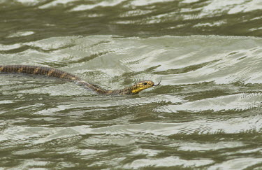 King cobra entering a river in the Sundarbans biosphere reserve cobra,snake,snakes,reptile,reptiles,scales,scaly,reptilia,lizards and snakes,terrestrial,cold blooded,tongue,swimming,swim,water,river,stream,rivers and streams,King cobra,Ophiophagus hannah,Squamata,