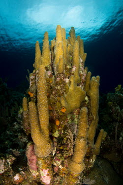 An established pillar of coral providing substrate for other organisms coral,corals,coral reef,reef life,invertebrate,invertebrates,marine invertebrate,marine invertebrates,sea squirts,sea squirt,habitat