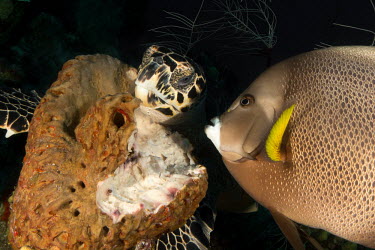 A hawksbill turtle eating a sponge, watched by a curious grey angelfish hawksbill,turtle,turtles,sea turtle,sea turtles,beak,cold blooded,reptile,reptiles,eating,feeding,food,diet,sponge,sponges,gray angelfish,angelfish,fish,reef,coral reef,reef life,marine,marine life,se
