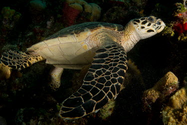 Close up of a hawksbill turtle showing its front flipper hawksbill,turtle,turtles,sea turtle,sea turtles,beak,cold blooded,reptile,reptiles,reef,reef life,marine,marine life,sea,sea life,ocean,oceans,water,underwater,aquatic,flipper,flippers,claws,swimming,