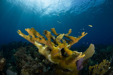 An established coral in rays of sunlight coral,corals,coral reef,reef life,invertebrate,invertebrates,marine invertebrate,marine invertebrates,habitat,tropical,sunlight,rays,elkhorn coral,elkhorn