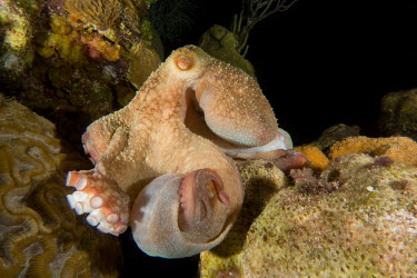Caribbean reef octopus camouflaged in the reef Caribbean reef octopus,octopus,cephalopod,Animalia,Mollusca,Cephalopoda,Octopoda,Octopodidae,Octopus briareus,tentacles,mollusc,molluscs,reef life,invertebrate,invertebrates,marine invertebrate,marine