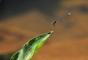 Damselfly landing on a leaf damselfly,damselflies,insect,insects,invertebrate,invertebrates,flight,flying,landing,wings,macro,close up,leaf,shallow focus,negative space,motion,action,tropical bluetail,Senegal bluetail,Ischnura s