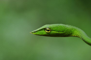 Portrait of a green vine snake vine snake,eye,eyes,yellow,green,green background,shallow focus,reptile,reptiles,scales,scaly,reptilia,lizards and snakes,cold blooded,pigment,emerald,snakes,snake,colourful,Green vine snake,Oxybelis