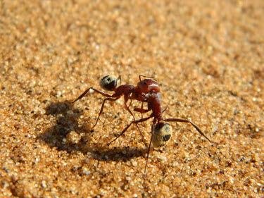 Two Namib desert dune ants grappling one another Namib desert dune ant,desert ant,dune ant,desert dune ant,ant,ants,insect,insects,invertebrate,invertebrates,Animalia,Arthropoda,Insecta,Hymenoptera,Formicidae,macro,close up,pair,arthropod,sand,inter