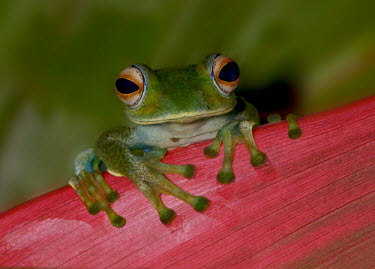 Boophis frog sat on pink petal Animalia,Chordata,Amphibia,Anura,Mantellidae,Boophis elenae,frog,frogs,frogs and toads,amphibian,amphibians,eye,eyes,skin,pigment,pigmentation,colourful,colour,blue,leaf,macro,close up,pink,green,gree