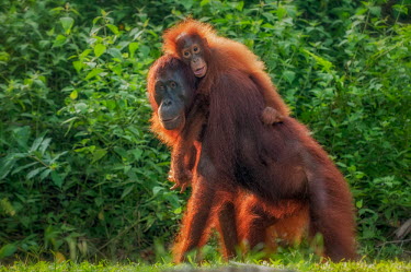 Bornean orangutan mother with child on her back orangutan,ape,great ape,apes,great apes,primate,primates,jungle,jungles,forest,forests,rainforest,hominidae,hominids,hominid,Asia,fur,hair,orange,ginger,mammal,mammals,vertebrate,vertebrates,Borneo,Bo