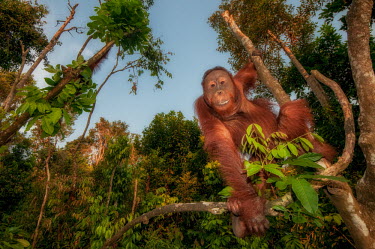 A Bornean orangutan hanging in the canopy looking at the camera orangutan,ape,great ape,apes,great apes,primate,primates,jungle,jungles,forest,forests,rainforest,hominidae,hominids,hominid,Asia,fur,hair,orange,ginger,mammal,mammals,vertebrate,vertebrates,arboreal,