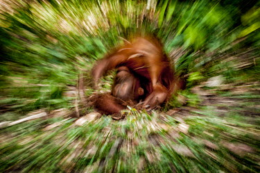 Juvenile Bornean orangutan rolling on the floor orangutan,ape,great ape,apes,great apes,primate,primates,jungle,jungles,forest,forests,rainforest,hominidae,hominids,hominid,Asia,fur,hair,orange,ginger,mammal,mammals,vertebrate,vertebrates,Borneo,Bo