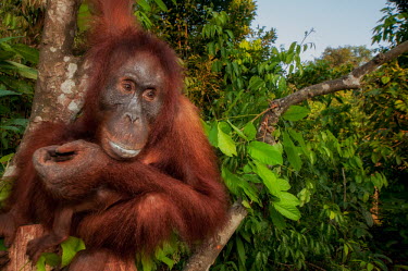 A Bornean orangutan sat in the canopy orangutan,ape,great ape,apes,great apes,primate,primates,jungle,jungles,forest,forests,rainforest,hominidae,hominids,hominid,Asia,fur,hair,orange,ginger,mammal,mammals,vertebrate,vertebrates,arboreal,
