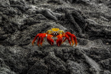 A Sally lightfoot crab on volcanic rock Sally lightfoot crab,Animalia,Arthropoda,Malacostraca,Decapoda,Grapsoidea,Grapsidae,Grapsus,Grapsus grapsus,invertebrate,invertebrates,marine invertebrate,marine invertebrates,sea creature,marine,mari