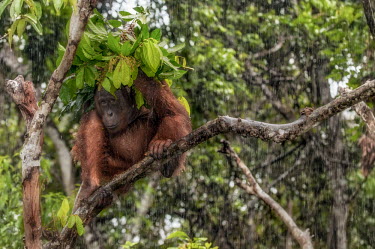 A Bornean orangutan using foliage as an umbrella to shelter from the rain orangutan,ape,great ape,apes,great apes,primate,primates,jungle,jungles,forest,forests,rainforest,hominidae,hominids,hominid,Asia,fur,hair,orange,ginger,mammal,mammals,vertebrate,vertebrates,arboreal,