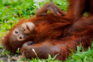 Juvenile Bornean orangutan lying on the floor orangutan,ape,great ape,apes,great apes,primate,primates,jungle,jungles,forest,forests,rainforest,hominidae,hominids,hominid,Asia,fur,hair,orange,ginger,mammal,mammals,vertebrate,vertebrates,Borneo,Bo