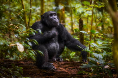Chimpanzee sitting on a fallen tree chimpanzee,chimpanzees,chimp,chimps,ape,great ape,apes,great apes,Africa,forest,forests,rainforest,hominidae,hominids,hominid,primate,primates,shallow focus,Pan troglodytes,Chimpanzee,Hominids,Hominid