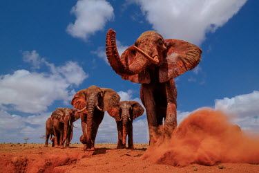 African elephant kicks up dust as they walk toward the camera mastodon,mastodons,mammoth,mammoths,elephant,elephants,trunk,trunks,herbivores,herbivore,vertebrate,mammal,mammals,terrestrial,Africa,African,savanna,savannah,safari,ears,blue sky,herd,dust,tusk,tusks