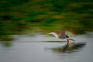 A black skimmer fishing bird,birds,birdlife,avian,aves,wings,feathers,bill,adaptation,skimmer,water,fishing,motion,action,in-flight,flying,fly,flight,shallow focus,river,rivers and streams,pond,lake,ponds and lakes,feeding,s