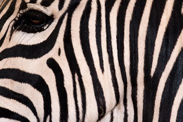 Close up of the side of a zebras face zebra,Animalia,Chordata,Mammalia,Perissodactyla,Equidae,Equus,striped,stripes,herbivores,herbivore,vertebrate,mammal,mammals,terrestrial,Africa,African,savanna,savannah,safari,wild horse,horse,horses,