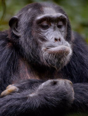Portrait of a chimpanzee chimpanzee,chimpanzees,chimp,chimps,ape,great ape,apes,great apes,Africa,forest,forests,rainforest,hominidae,hominids,hominid,primate,primates,face,close up,shallow focus,funny,Pan troglodytes,Chimpan