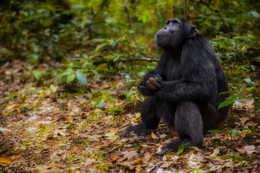 Chimpanzee sitting on the forest floor chimpanzee,chimpanzees,chimp,chimps,ape,great ape,apes,great apes,Africa,forest,forests,rainforest,hominidae,hominids,hominid,primate,primates,shallow focus,thoughtful,expression,emotion,Pan troglodyt