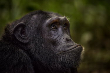 Portrait of a chimpanzee looking thoughtful chimpanzee,chimpanzees,chimp,chimps,ape,great ape,apes,great apes,Africa,forest,forests,rainforest,hominidae,hominids,hominid,primate,primates,face,close up,shallow focus,thoughtful,expression,emotion