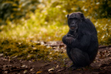 Chimpanzee sitting on the forest floor chimpanzee,chimpanzees,chimp,chimps,ape,great ape,apes,great apes,Africa,forest,forests,rainforest,hominidae,hominids,hominid,primate,primates,Pan troglodytes,Chimpanzee,Hominids,Hominidae,Chordates,C