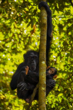 Mother and child chimpanzee hang from a tree chimpanzee,chimpanzees,chimp,chimps,ape,great ape,apes,great apes,Africa,forest,forests,rainforest,hominidae,hominids,hominid,primate,primates,baby,juvenile,child,mother and child,young,cute,arboreal,