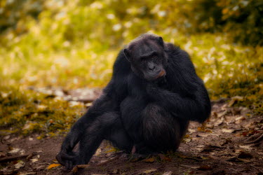 Chimpanzee sitting on the forest floor chimpanzee,chimpanzees,chimp,chimps,ape,great ape,apes,great apes,Africa,forest,forests,rainforest,hominidae,hominids,hominid,primate,primates,Pan troglodytes,Chimpanzee,Hominids,Hominidae,Chordates,C
