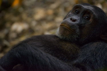 A relaxed chimpanzee chimpanzee,chimpanzees,chimp,chimps,ape,great ape,apes,great apes,Africa,forest,forests,rainforest,hominidae,hominids,hominid,primate,primates,face,close up,shallow focus,Pan troglodytes,Chimpanzee,Ho