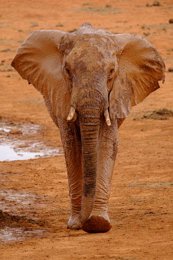 A freshly mud-bathed African elephant walking toward the camera mastodon,mastodons,mammoth,mammoths,elephant,elephants,trunk,trunks,herbivores,herbivore,vertebrate,mammal,mammals,terrestrial,Africa,African,savanna,savannah,safari,portrait,juvenile,looking at camer