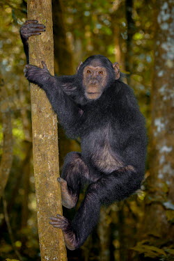 Chimpanzee climbing a tree chimpanzee,chimpanzees,chimp,chimps,ape,great ape,apes,great apes,Africa,forest,forests,rainforest,hominidae,hominids,hominid,primate,primates,climbing,climb,tree,Pan troglodytes,Chimpanzee,Hominids,H