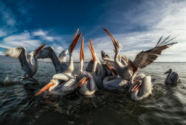 Dalmatian pelicans in a lake squabbling over food pelican,pelicans,bird,birds,birdlife,avian,aves,bill,seabird,sea bird,seabirds,sea birds,aquatic,aquatic birds,fishing,hunting,group,flock,action,fighting,fight,Dalmatian pelican,Pelecanus crispus,Cho