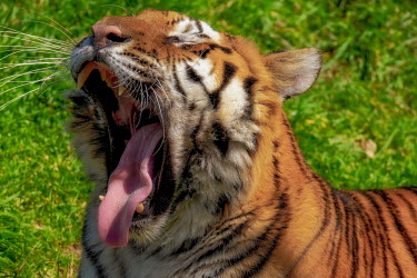 A tiger yawning tigers,mammal,mammals,vertebrate,vertebrates,terrestrial,fur,cat,cats,feline,felidae,predator,carnivore,apex,close up,shallow focus,face,stripy,eyes,whiskers,yawn,tired,sleepy,yawning,big cats,Tiger,P