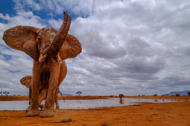An African elephant looking displeased with the camera mastodon,mastodons,mammoth,mammoths,elephant,elephants,trunk,trunks,herbivores,herbivore,vertebrate,mammal,mammals,terrestrial,Africa,African,savanna,savannah,safari,ears,tusk,tusks,watering hole,wate
