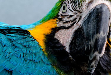 Close up of a blue-and-yellow macaw bird,birds,birdlife,avian,aves,wings,feathers,bill,plumage,parrot,parrots,colour,colourful,blue,yellow,face,eye,close up,shallow focus,looking at camera,Blue-and-yellow macaw,Ara ararauna,Parakeets, M