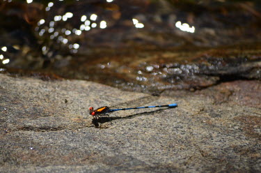 A fiery-eyed dancer sunbathing on a rock by water Fiery-eyed dancer,Fiery eyed dancer,Animalia,Arthropoda,Insecta,Odonata,Coenagrionidae,Argia,Argia oenea,damselfly,insect,insects,invertebrate,invertebrates,wings,wing,eye,eyes,red,gold,blue,macro,clo