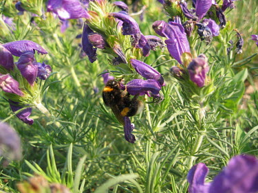 Buff-tailed bumblebee gathering pollen from a Dracocephalum austriacum buff tailed bumblebee,bee,bees,bumblebee,bumblebees,pollen,pollinator,pollination,striped,stripy,flower,flowers,purple,plant,plantlife,flora,petal,petals,plants,Plantae,Angiosperms,Eudicots,Asterids,L