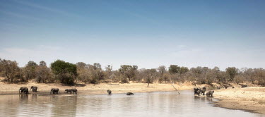 A herd of African elephant drinking and bathing in a river mastodon,mastodons,mammoth,mammoths,elephant,elephants,herbivores,herbivore,vertebrate,mammal,mammals,terrestrial,Africa,African,savanna,savannah,safari,river,stream,rivers and streams,water hole,bath
