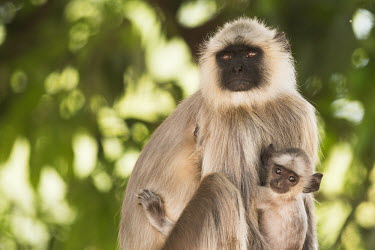 monkey,monkeys,primate,primates,langur,shallow focus,baby,child,young,juvenile,mother and child,cute,green background,bokeh,face,close up,portrait,parenthood,motherhood,mother,looking at camera,grey l