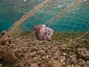 A fish caught and killed by a ghost net tropical,fishing,fishing practices,gill net,net,fishing net,destructive,threat,gear,harmful,Asia,sea,ocean,oceans,man,humans,impact,industry,dead,fish,marine,ghost fishing,conservation threat,bycatch