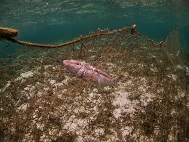 A goatfish caught and killed by a ghost net tropical,fishing,fishing practices,gill net,net,fishing net,destructive,threat,gear,harmful,Asia,sea,ocean,oceans,man,humans,impact,industry,dead,goatfish,fish,marine,ghost fishing,conservation threat