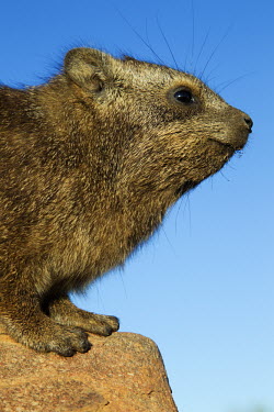 Rock hyrax keeping watch at sentry Rock Hyrax,dassie,mammal,animal,animals,outdoors,Namibia,Africa,Southern Africa,rocks,daytime,Hyrax,close-up view,cute,rock,rodent,wildlife,South Africa,head,face,eyes,Procavia capensis,Rock hyrax,Hyr