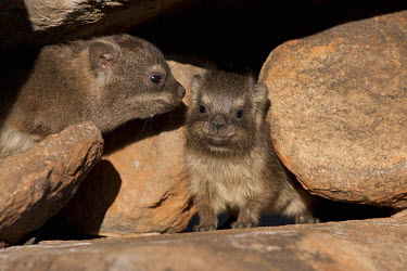Young rock hyraxes Rock Hyrax,dassie,mammal,animal,animals,outdoors,Namibia,Africa,Southern Africa,rocks,daytime,Hyrax,close-up view,cute,rock,rodent,wildlife,South Africa,babies,baby,young,juvenile,Procavia capensis,Ro