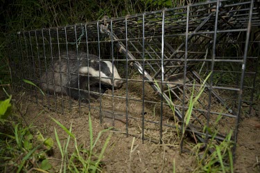 Badger caught in a cage trap awaits to bovine TB vaccination badger trap,trap,UK,conflict,cage,BTB,bovine tb,tuberculosis,agriculture,Badger,Meles meles,Carnivores,Carnivora,Mammalia,Mammals,Chordates,Chordata,Weasels, Badgers and Otters,Mustelidae,Eurasian bad