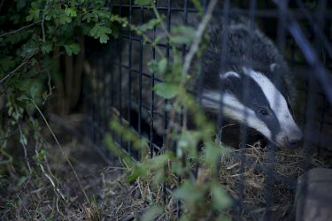Badger caught in a cage trap awaits to bovine TB vaccination badger trap,trap,UK,conflict,cage,BTB,bovine tb,tuberculosis,agriculture,Badger,Meles meles,Carnivores,Carnivora,Mammalia,Mammals,Chordates,Chordata,Weasels, Badgers and Otters,Mustelidae,Eurasian bad