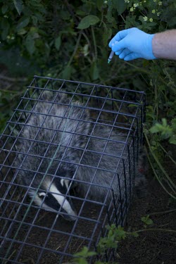 DEFRA field worker prepares bovine tuberculosis vaccine for badgers human,vaccinate,vaccination,science,badger trap,trap,UK,conflict,cage,badger,BTB,bovine tb,tuberculosis,agriculture,Badger,Meles meles,Carnivores,Carnivora,Mammalia,Mammals,Chordates,Chordata,Weasels,