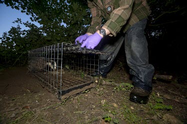DEFRA field worker releases a badger from trap after bovine tuberculosis vaccination badger trap,trap,UK,conflict,cage,BTB,bovine tb,tuberculosis,agriculture,Badger,Meles meles,Carnivores,Carnivora,Mammalia,Mammals,Chordates,Chordata,Weasels, Badgers and Otters,Mustelidae,Eurasian bad